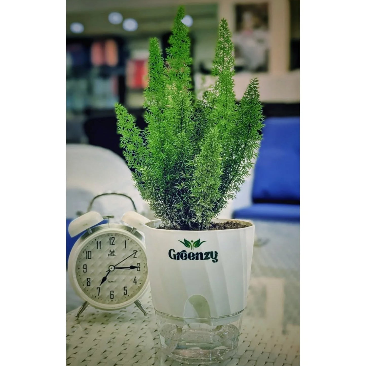 Asparagus Fern – Self-Watering Pot