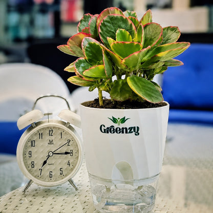 Variegated Crassula – Self-Watering Pot