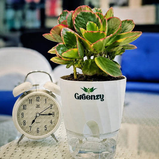 Variegated Crassula – Self-Watering Pot