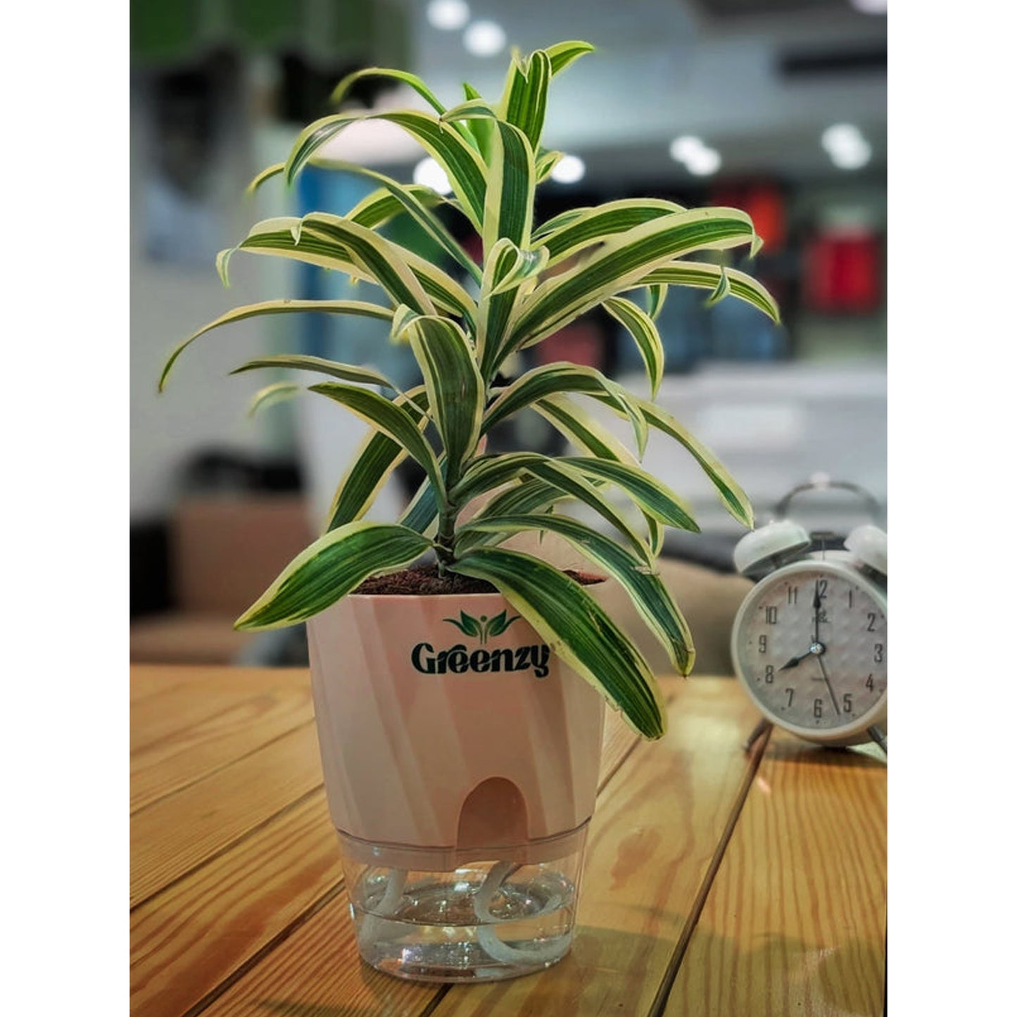 Dracaena Song of India - Self-Watering Pot