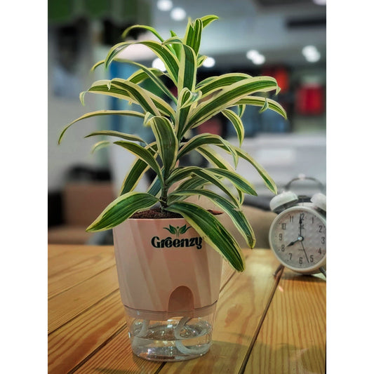 Dracaena Song of India - Self-Watering Pot