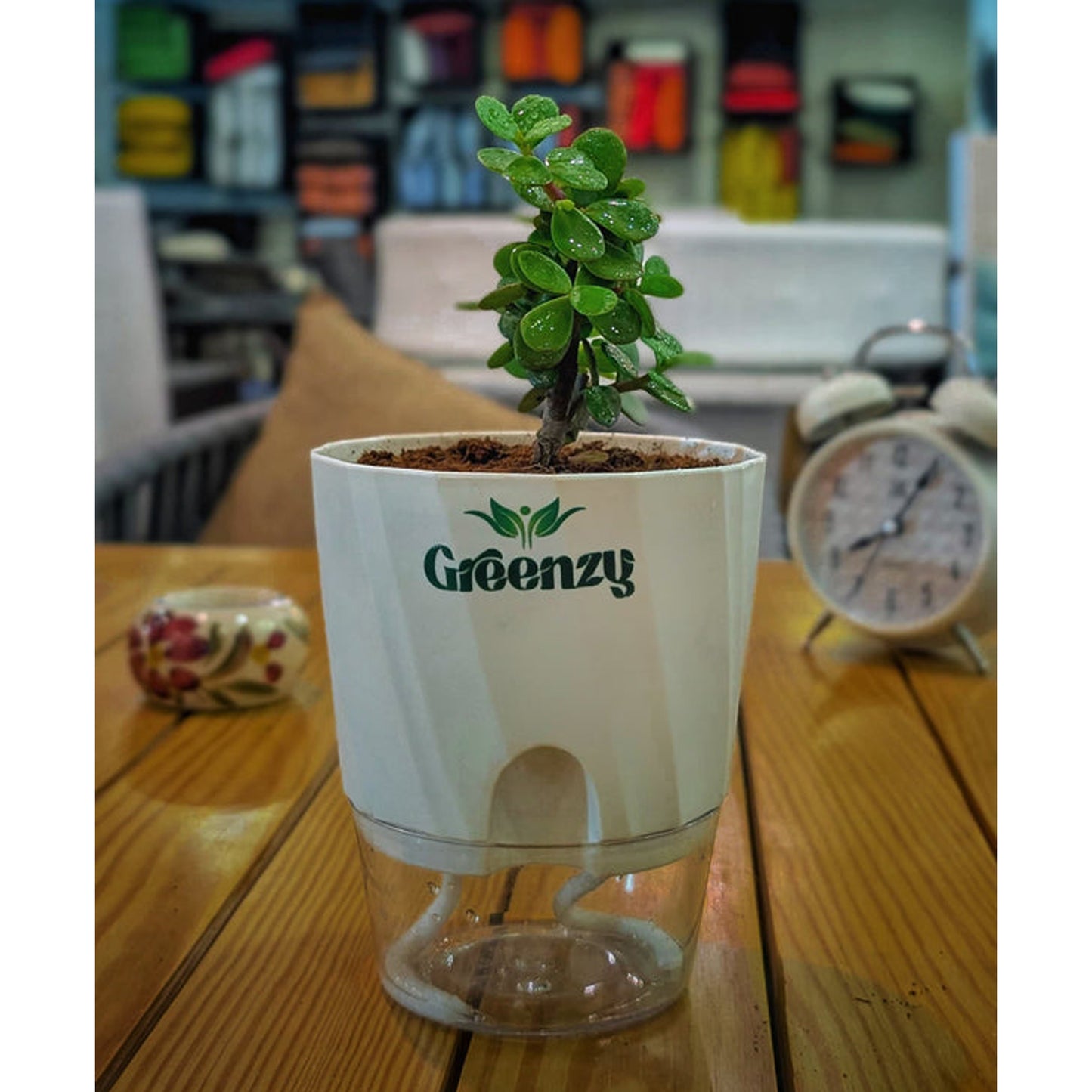 Jade Plant (Lucky Plant) - Self-Watering Pot