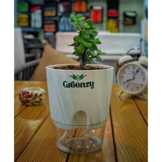 Jade Plant (Lucky Plant) - Self-Watering Pot