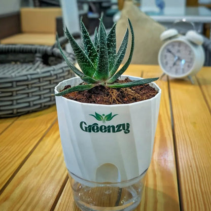 Lizard Tail Plant (Gasteraloe Beguinii) - Self-Watering Pot