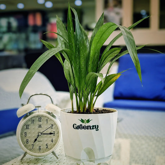 Milky Way Plant – Self-Watering Pot