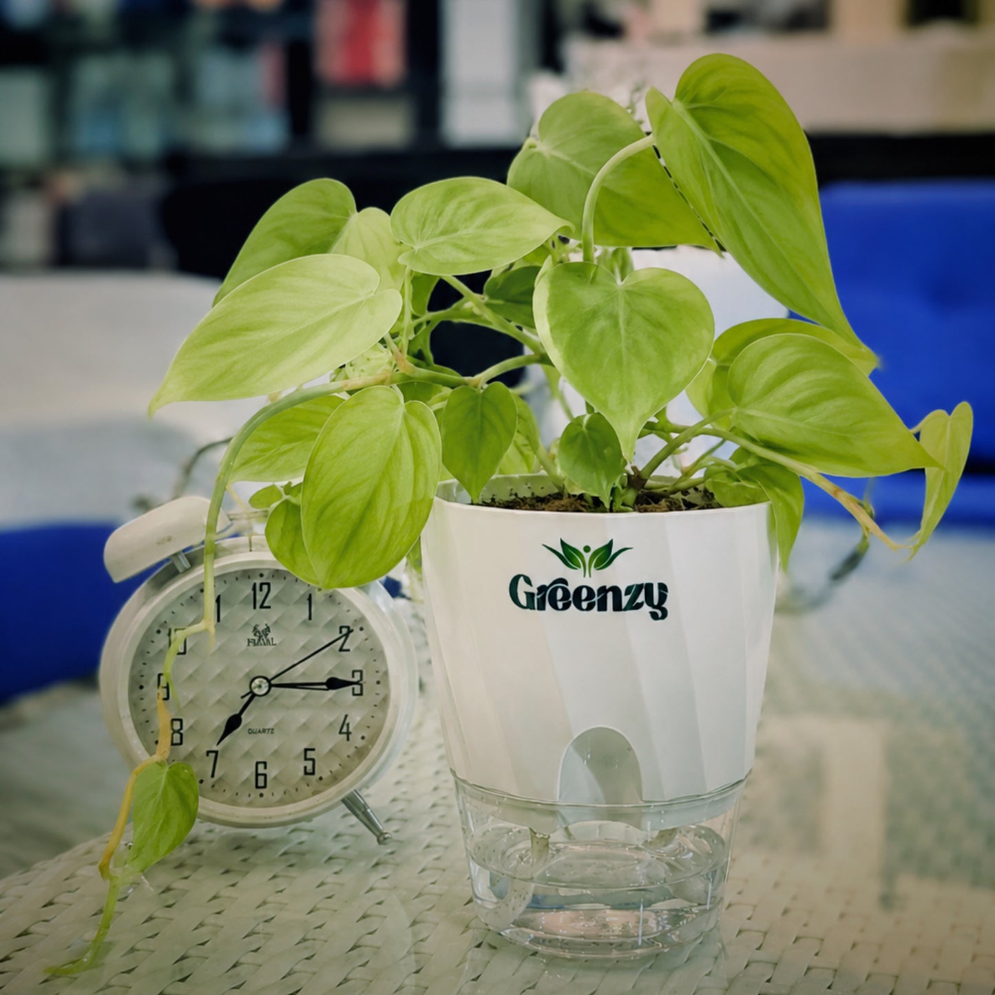 Money Plant - Self-Watering Pot