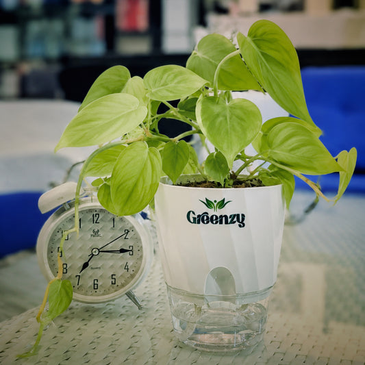 Money Plant - Self-Watering Pot