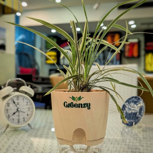 Morrows Sedge (Carex Morrowii) - Self-Watering Pot