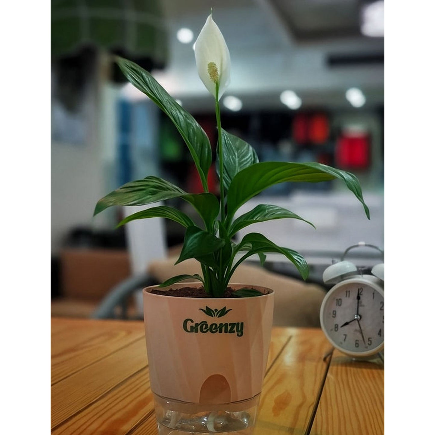 Peace Lily Plant – Self-Watering Pot