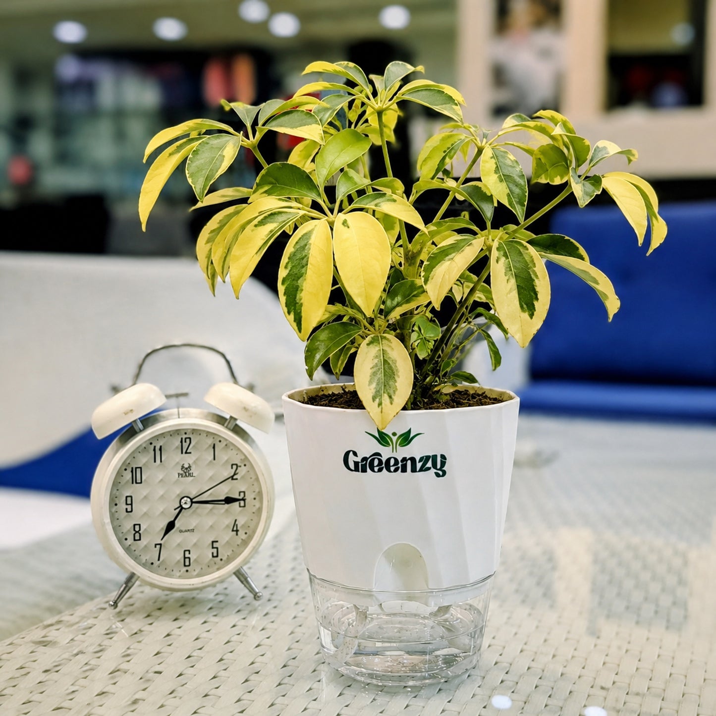 Schefflera Plant (Variegated Umbrella Plant) - Self-Watering Pot