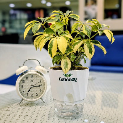 Schefflera Plant (Variegated Umbrella Plant) - Self-Watering Pot