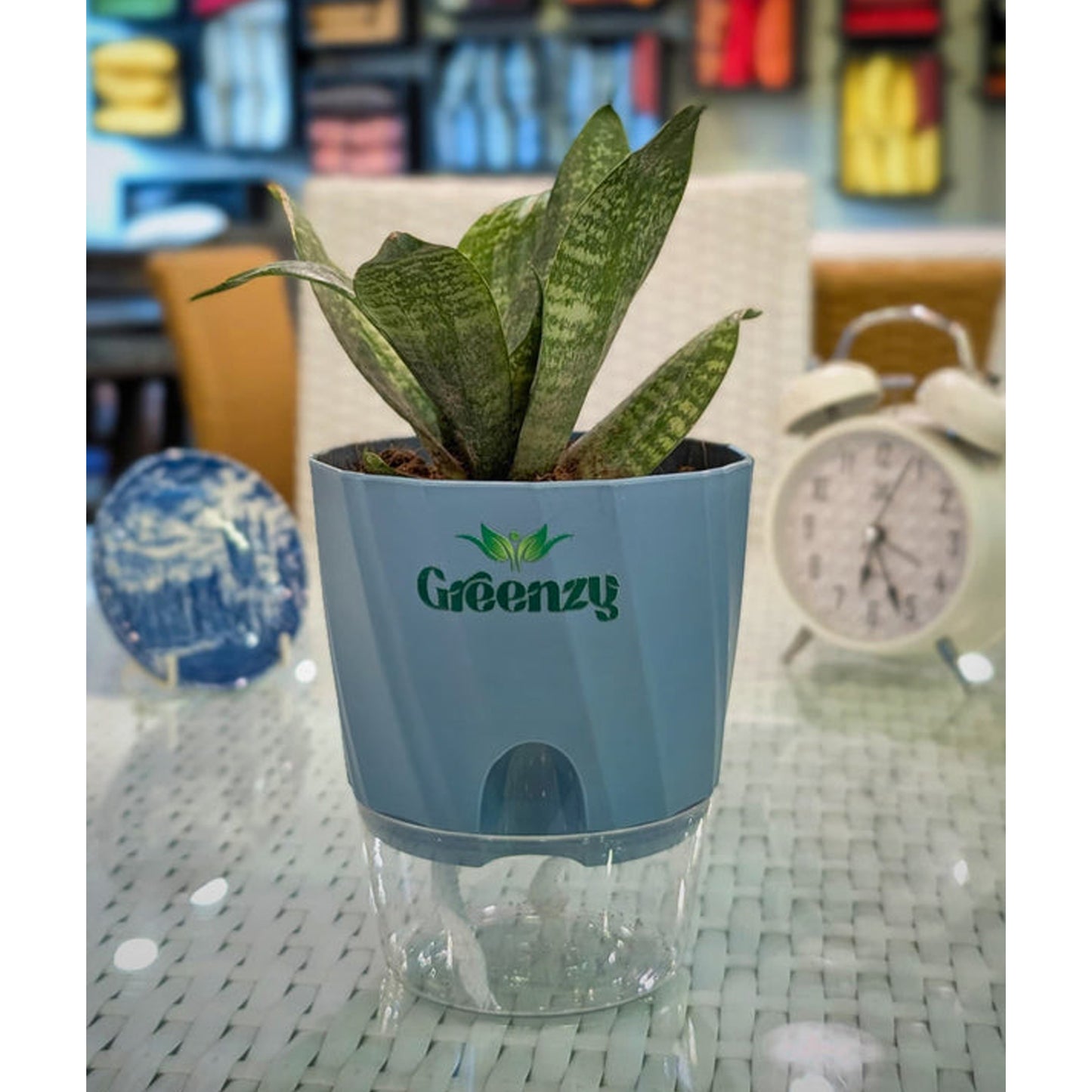 Snake Plant Whale Fin (Sansevieria Masoniana) - Self-Watering Pot