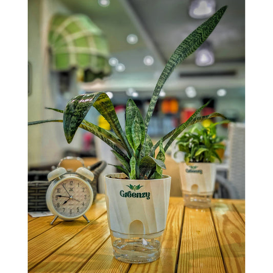 Snake Plant Sansevieria Trifasciata - Self-Watering Pot
