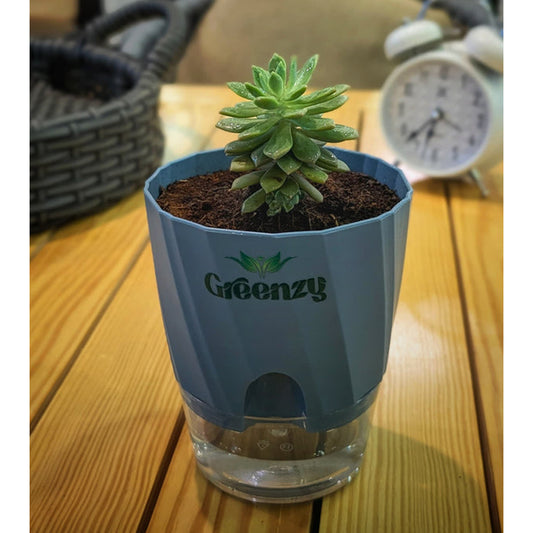 Succulent (Lipstick Echeveria) - Self-Watering Pot