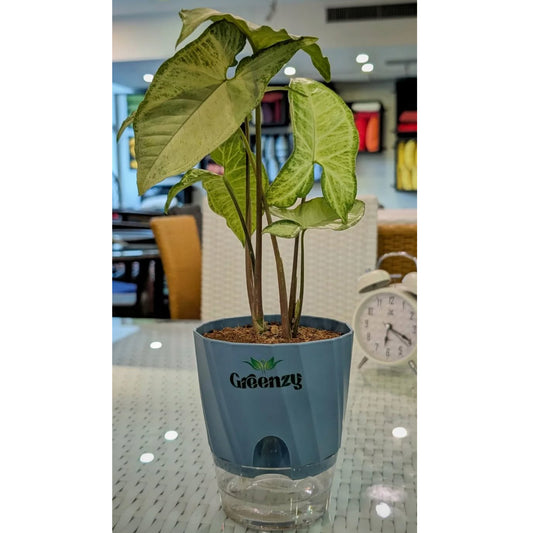 Syngonium Arrowhead Plant - Self-Watering Pot