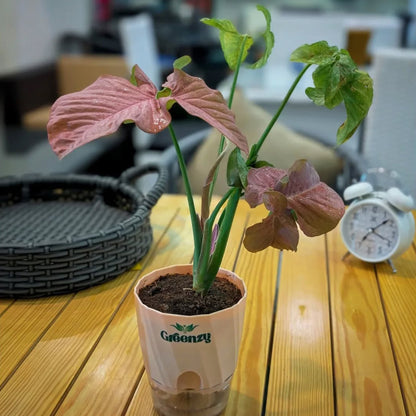 Syngonium Pink Arrowhead Plant - Self-Watering Pot