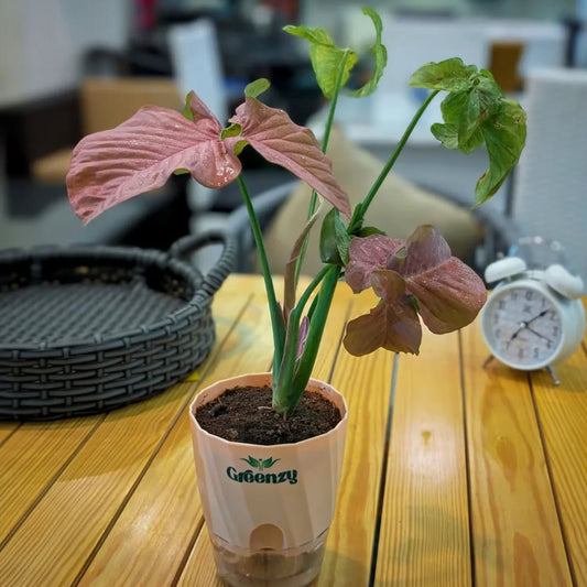 Syngonium Pink Arrowhead Plant - Self-Watering Pot