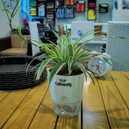 Variegated Spider Plant - Self-Watering Pot